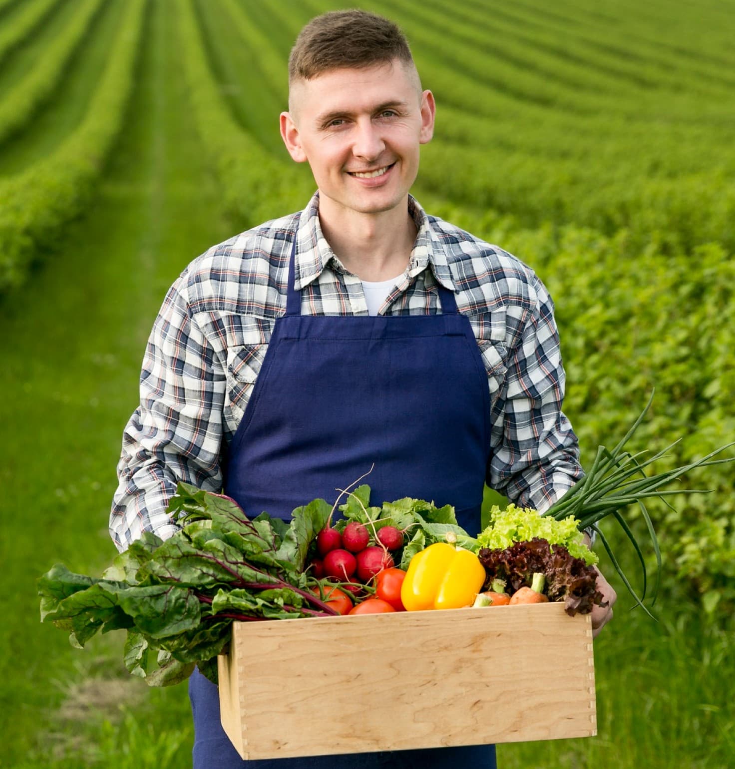 Farmer smiling holding freshly harvested organic vegetables in a green crop field